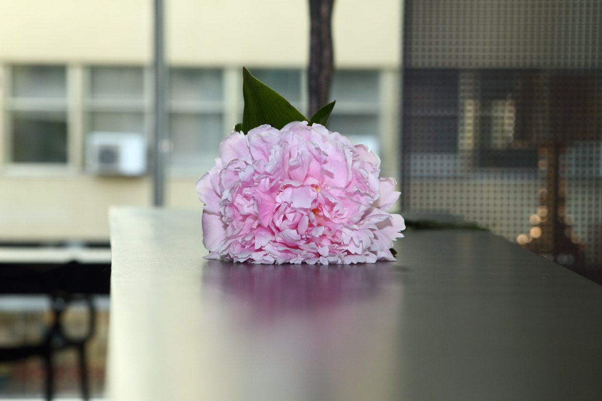 Peonia rosa nel salone